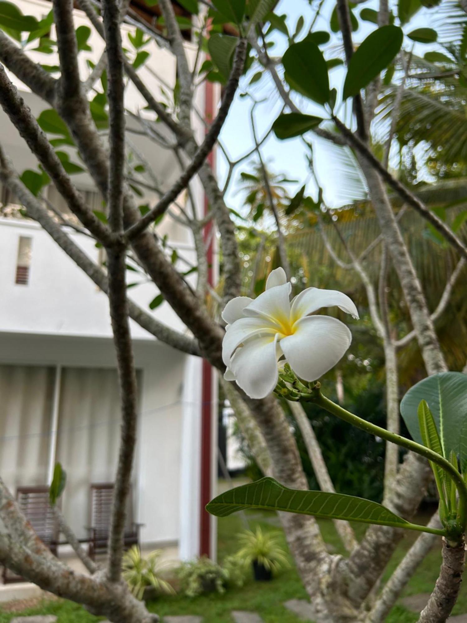 Jippie The Villa Hikkaduwa Ngoại thất bức ảnh